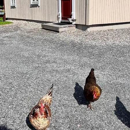 Tatil Evi Calm Surroundings With Hiking Trails Near And Saltstraumen Bodø